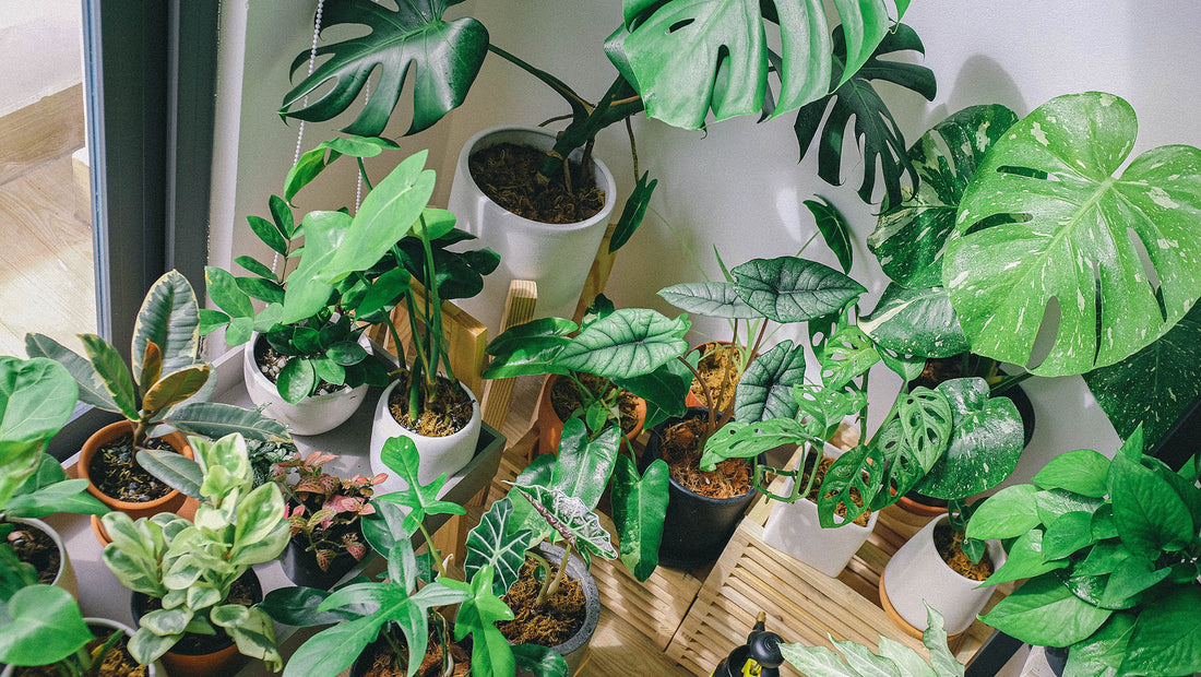 Can I Use Outdoor Soil for Indoor Plants?