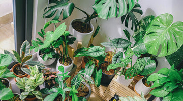 Can I Use Outdoor Soil for Indoor Plants?