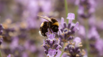What Are The Best Flowers To Plant For Honey Bees?