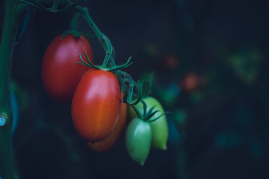 5 Common Mistakes To Avoid When Growing Tomatoes In Containers