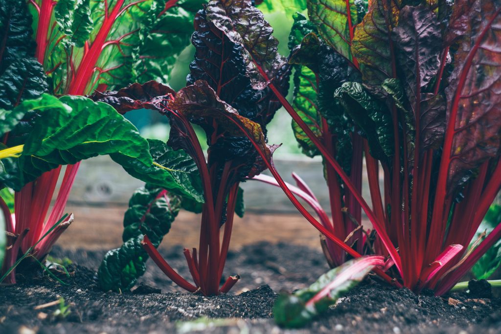 How To Prep Soil For A Vegetable Garden