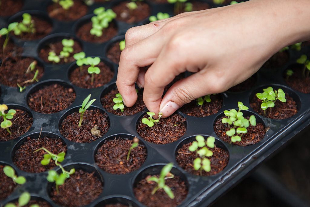 Organic Vs. Non-Organic Soil