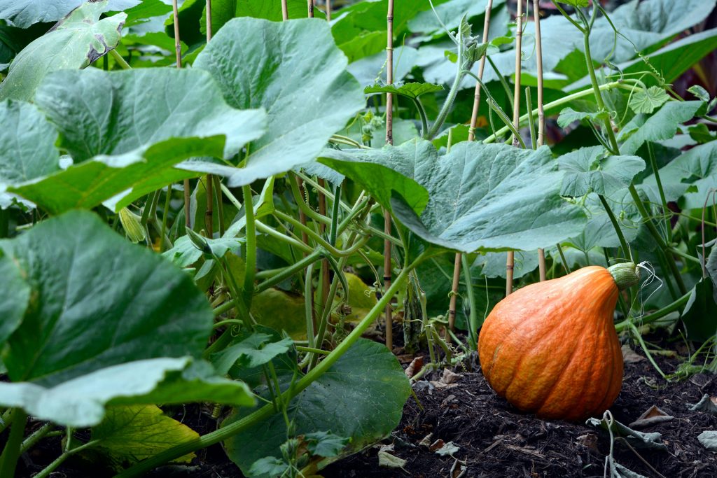 How Do You Know If Your Garden Soil Needs More Nutrients? The Top 4 Signs
