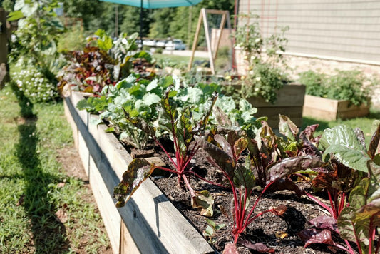How To Naturally Prevent Pests In Your Vegetable Garden: 5 Techniques To Try