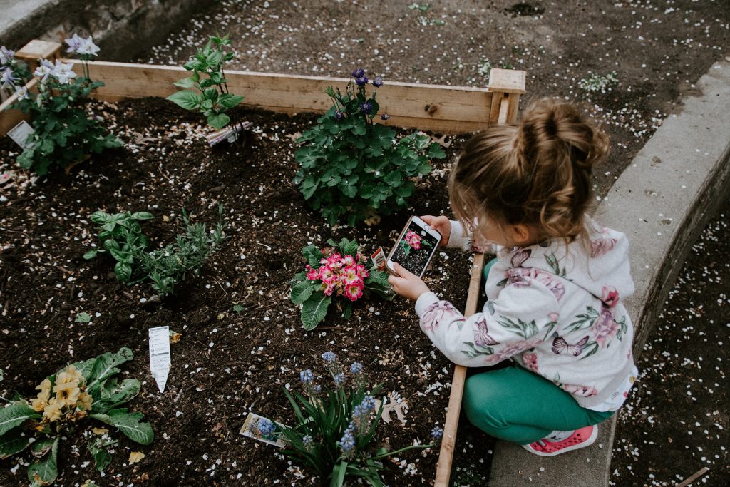 What Is Companion Planting In A Vegetable Garden?