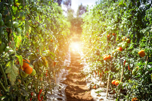 5 Common Tomato Plant Problems And How To Fix Them