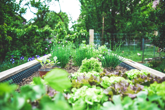 What To Plant In Your Garden In June