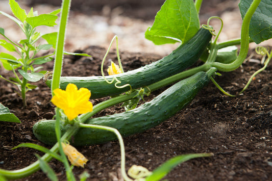 How To Protect Your Plants From Summer Heat – 4 Easy Tips