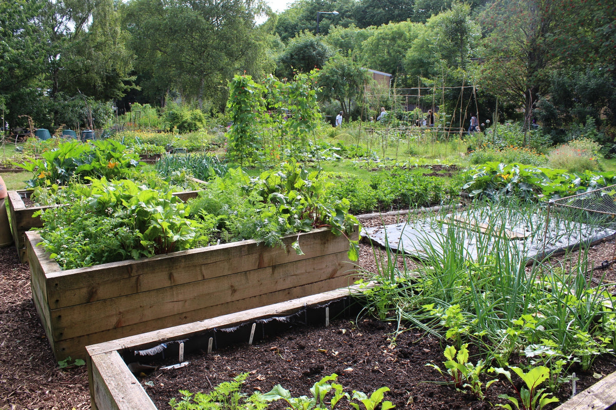 How Do I Keep My Raised Garden Bed From Drying Out? Our Top Tips The