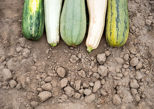 When To Harvest Zucchini In A Vegetable Garden