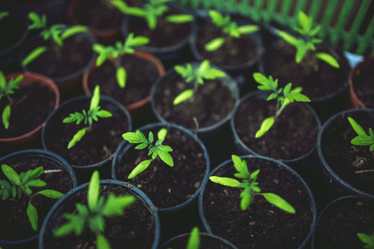 Are High Quality Worm Castings Beneficial?