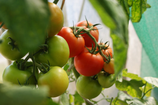 How Do You Prune Tomato Plants in Your Summer Garden? Our Tips & Tricks