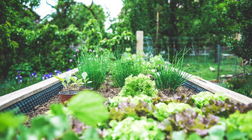 When Should I Start My Fall Garden? (Earlier Than You May Think!)