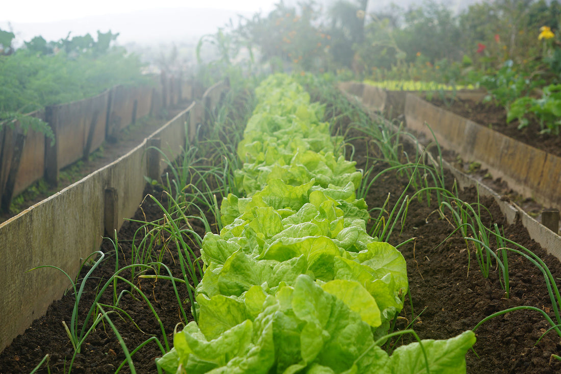 What Are The Best Vegetables To Plant For A Fall Harvest?