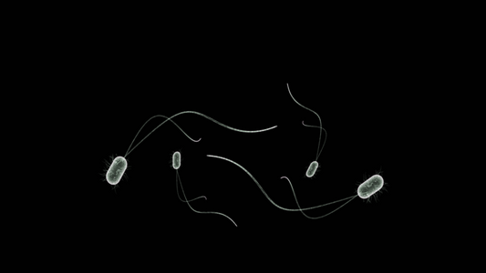 Magic Microbes for Healthy Plants