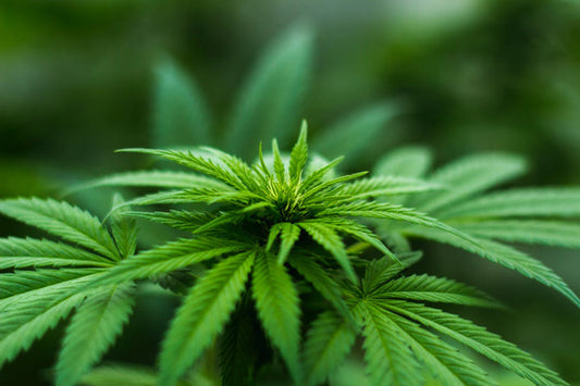 INDUSTRIAL HEMP VS. WHOLE PLANT CANNABIS: HOW MUCH DOES YOUR CBD SOURCE MATTER?