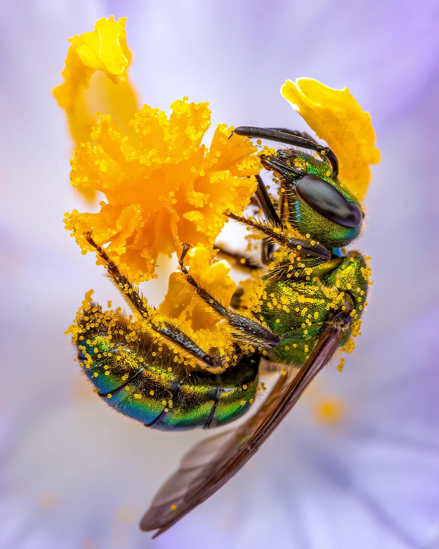 Magic Flower™ - Bud Finisher - Natural Pesticide & Ripening Spray