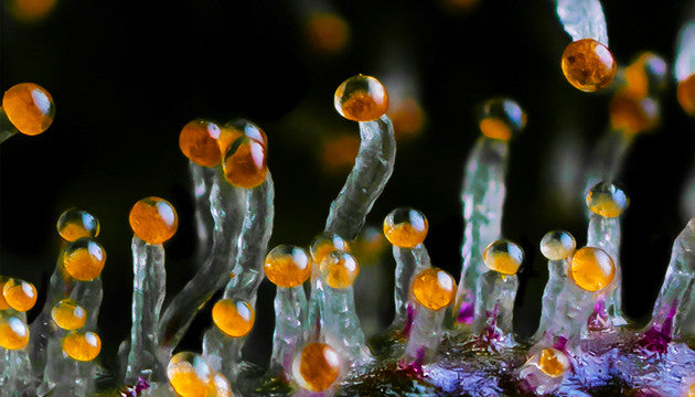Magic Flower™ - Bud Finisher - Natural Pesticide & Ripening Spray