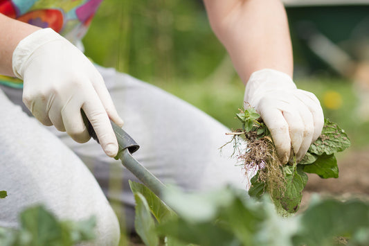 Prepare Your Garden For A Successful Spring Season