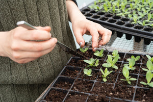 How Long Can Seedling Feed on the Nutrients Supplied in Most Compost-Based Potting Soil?