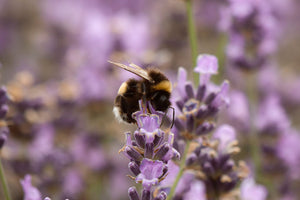 What Are The Best Flowers To Plant For Honey Bees?