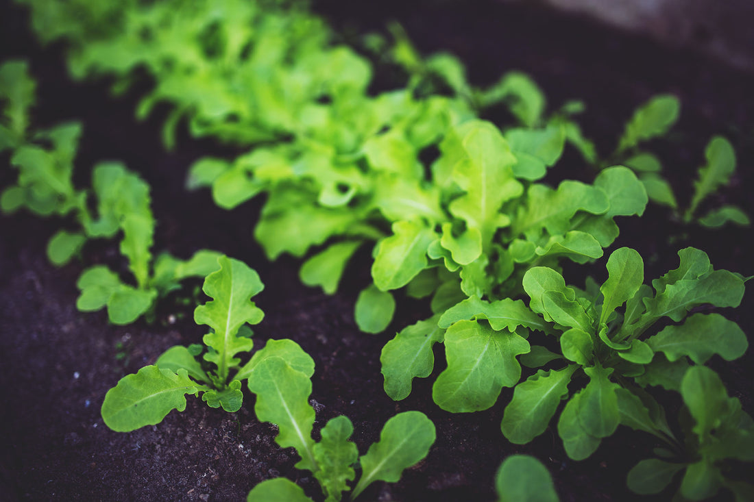 What To Plant In April In Northern California