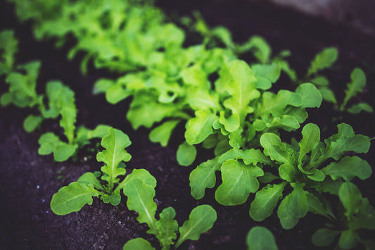 What To Plant In April In Northern California