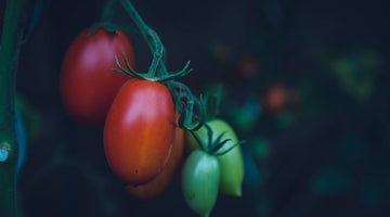 5 Common Mistakes To Avoid When Growing Tomatoes In Containers