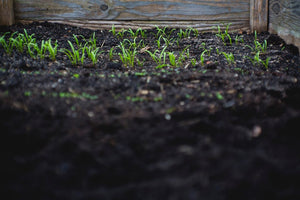 Do I Need To Add Nutrients To Garden Soil? Top Tips For Your Garden