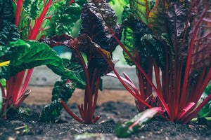 How To Prep Soil For A Vegetable Garden