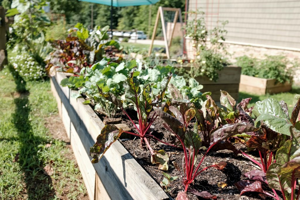 How To Naturally Prevent Pests In Your Vegetable Garden: 5 Techniques To Try