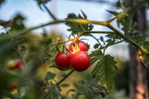 What Is The Best Way To Water Tomato Plants In Your Vegetable Garden?