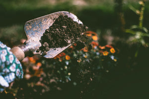 Worm Castings Vs. Compost – Which Is Better?