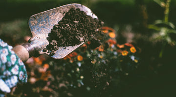 Worm Castings Vs. Compost – Which Is Better?