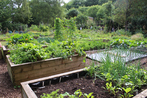How Do I Keep My Raised Garden Bed From Drying Out? Our Top Tips