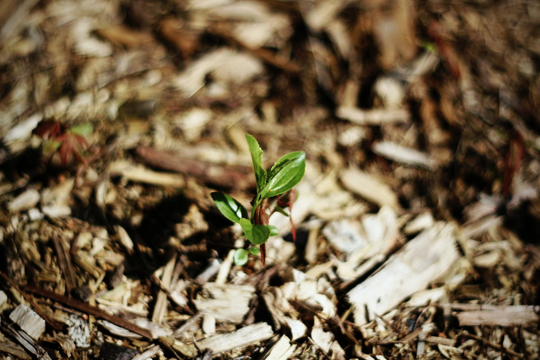 5 Water Retention Methods For Organic Growers