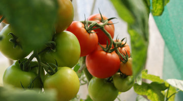 How Do You Prune Tomato Plants in Your Summer Garden? Our Tips & Tricks