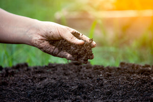 Is There A Difference Between Outdoor Soil, Potting Soil, And Potting Mix?