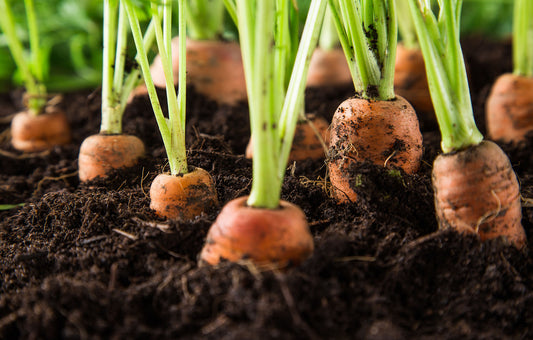 What Plants Benefit From Liquid Bone Meal?