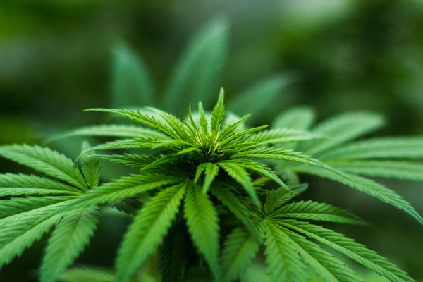 INDUSTRIAL HEMP VS. WHOLE PLANT CANNABIS: HOW MUCH DOES YOUR CBD SOURCE MATTER?