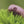 Load and play video in Gallery viewer, Magic Flower Bud Finisher - Natural Pesticide &amp; Ripening Spray
